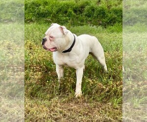 American Bulldog Puppy for sale in SPRING, TX, USA