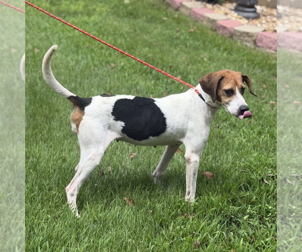 Medium Photo #2 Beagle Puppy For Sale in Yardley, PA, USA