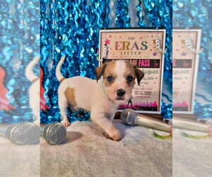Mutt Dogs for adoption in Raleigh, NC, USA