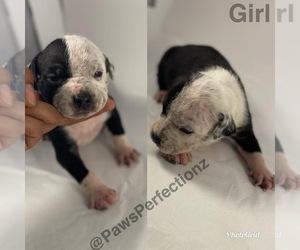 American Bully Puppy for sale in MEMPHIS, TN, USA