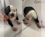Small Photo #1 American Bully Puppy For Sale in MEMPHIS, TN, USA