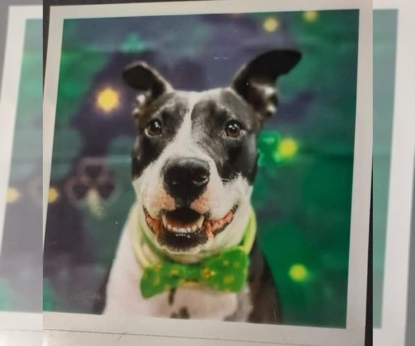 Medium Photo #1 Mutt Puppy For Sale in FRAMINGHAM, MA, USA