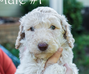 Medium Poodle (Standard)