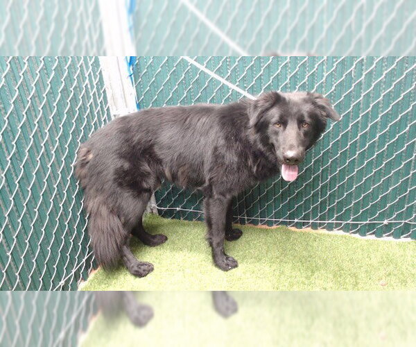 Medium Photo #1 Labsky Puppy For Sale in Downey, CA, USA