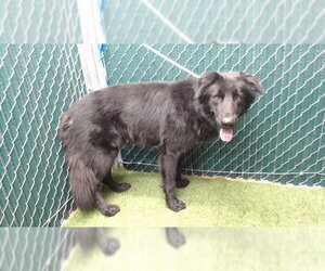 Labsky Dogs for adoption in Downey, CA, USA
