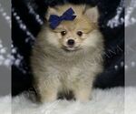 Small #3 Pomeranian