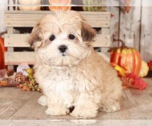 Maltipoo Puppy for sale in MOUNT VERNON, OH, USA
