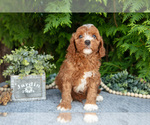 Puppy Sparky Cavapoo
