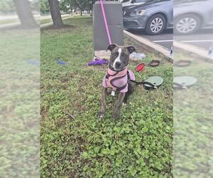 Boxer-Unknown Mix Dogs for adoption in San Antonio, TX, USA