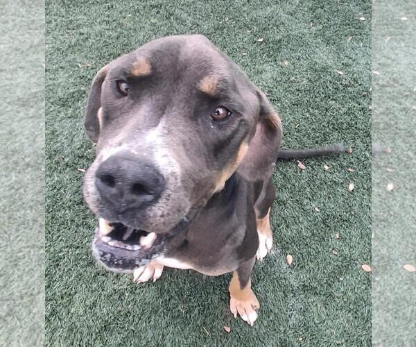 Medium Photo #4 American Bulldog-Unknown Mix Puppy For Sale in Rockwall, TX, USA