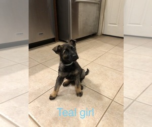 German Shepherd Dog Puppy for sale in SEARCY, AR, USA