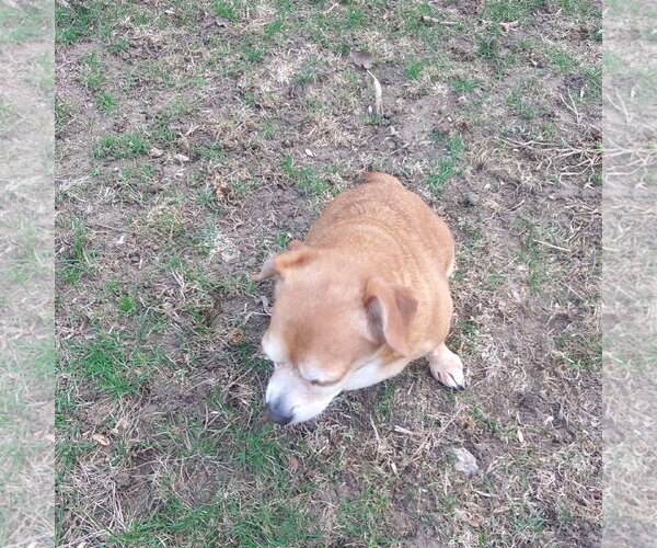 Medium Photo #3 Chihuahua Puppy For Sale in Sioux Falls, SD, USA