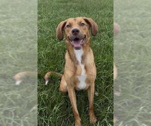 RABBIT - Female Labrador Retriever Dog for Adoption - Photo #2