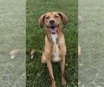 Small #1 Labrador Retriever