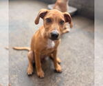 Small #4 Mutt