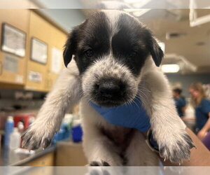 German Shepherd Dog Dogs for adoption in Riverside, CA, USA