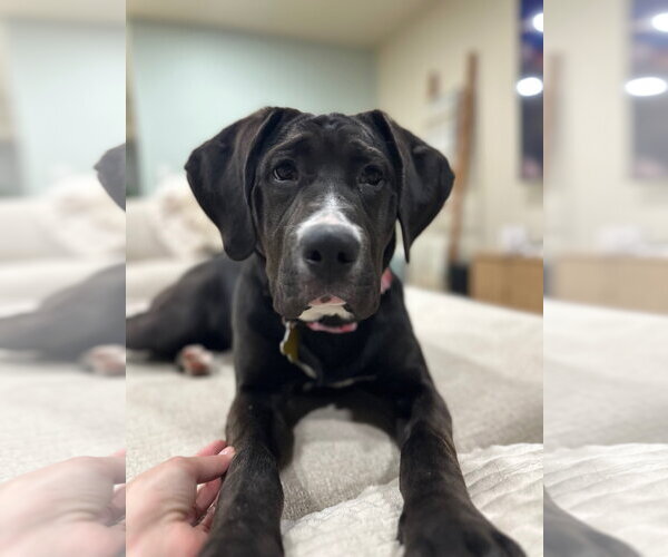 Medium Photo #12 Mastiff-Unknown Mix Puppy For Sale in Sandy, UT, USA