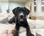 Small #11 Mastiff Mix