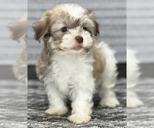Havanese Puppy for sale in LOUDONVILLE, OH, USA