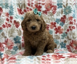 Goldendoodle Puppy for Sale in LAKELAND, Florida USA