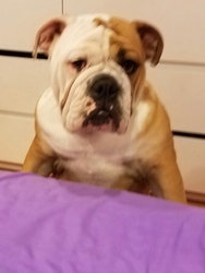 Bulldog Puppy for sale in LINDEN, NJ, USA