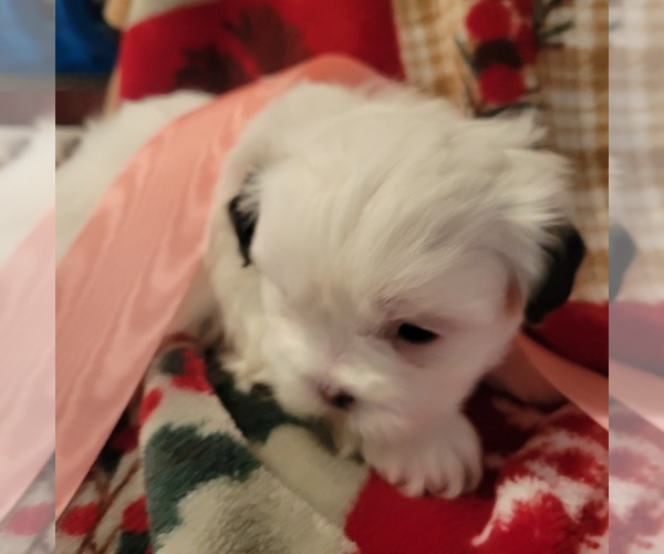 Medium Photo #12 Shih Tzu Puppy For Sale in STAR, NC, USA