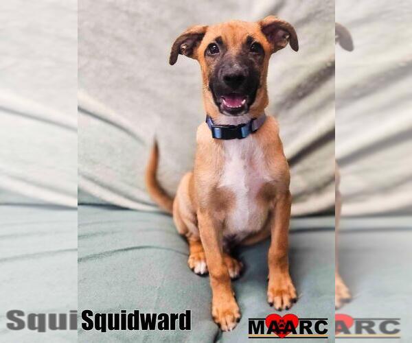 Medium Photo #1 Doberman Pinscher-Unknown Mix Puppy For Sale in Maryville, TN, USA