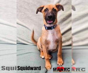 Doberman Pinscher-Unknown Mix Dogs for adoption in Maryville, TN, USA
