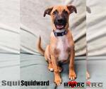 Small Doberman Pinscher Mix