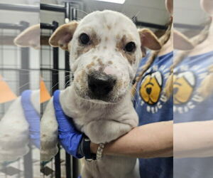 Mutt Dogs for adoption in Candler, NC, USA