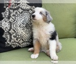 Small Photo #11 Miniature Australian Shepherd Puppy For Sale in LA CANADA FLINTRIDGE, CA, USA