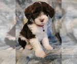 Image preview for Ad Listing. Nickname: Litter of 6