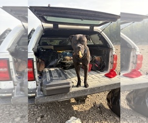 Father of the American Bulldog-Cane Corso Mix puppies born on 11/14/2025