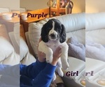Small Photo #5 English Springer Spaniel Puppy For Sale in LINCOLN, NE, USA