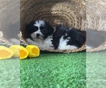 Small #2 La-Chon