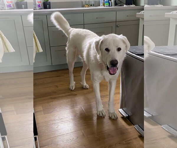 Medium Photo #2 Great Pyrenees Puppy For Sale in Bountiful, UT, USA