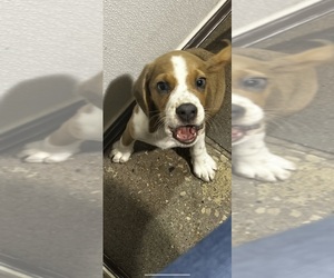 Beagle Puppy for sale in KANSAS CITY, MO, USA