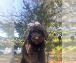 Small Bernedoodle