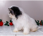 Small #7 Shih Tzu