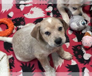 Great Pyrenees-Unknown Mix Dogs for adoption in Minneapolis, MN, USA