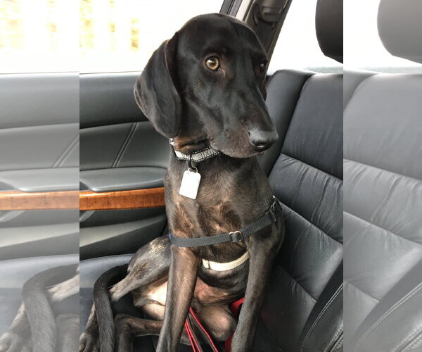 Medium Photo #37 Plott Hound-Weimaraner Mix Puppy For Sale in Rockaway, NJ, USA