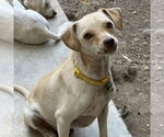 Small #1 Chihuahua Mix