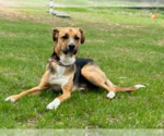 Small #9 Beagle Mix