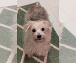 Small #2 Maltese Mix