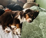 Small Photo #1 Australian Shepherd Puppy For Sale in METAIRIE, LA, USA