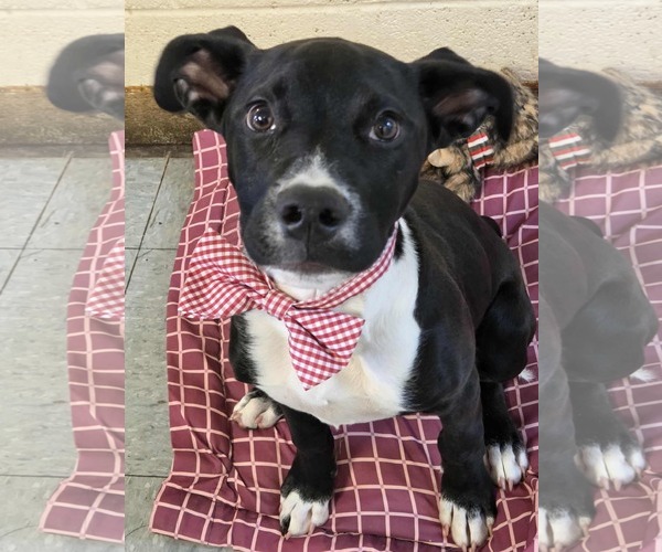 Medium Photo #2 Mutt Puppy For Sale in Anniston, AL, USA