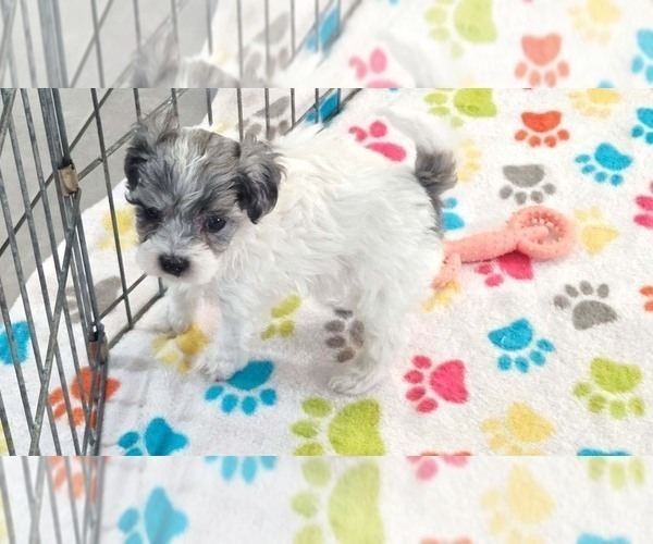 Medium Photo #4 Havapoo Puppy For Sale in ORO VALLEY, AZ, USA