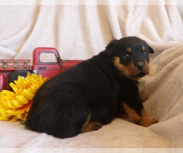 Medium Photo #2 Rottweiler Puppy For Sale in CASSVILLE, MO, USA