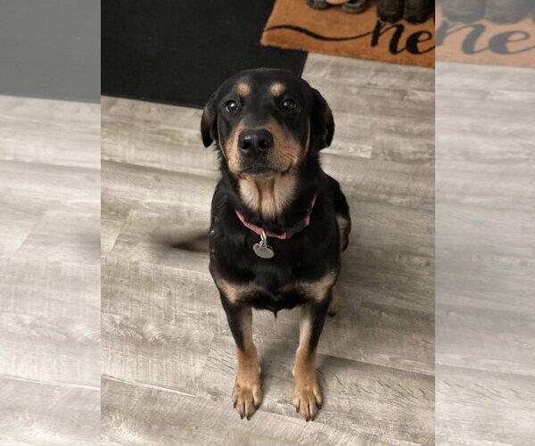 Medium Photo #8 Rottweiler-Unknown Mix Puppy For Sale in Rosenberg, TX, USA