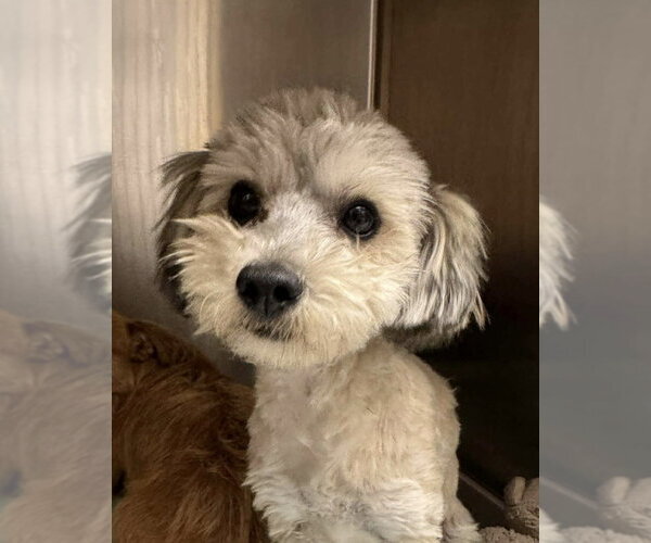 Medium Photo #1 Mutt Puppy For Sale in San Diego , CA, USA